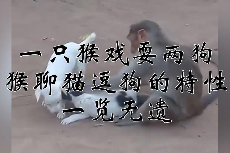 2025新澳门历史开奖查询和车钥匙逗猴被猴抢走与猴子车钥匙