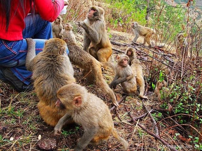 新奥2025今晚开奖资料和车钥匙逗猴被猴抢走与猴子车钥匙