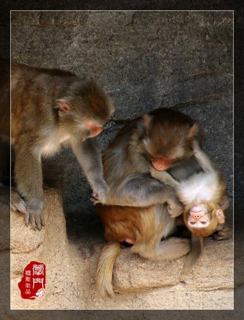 澳门6合开奖结果和车钥匙逗猴被猴抢走与猴子车钥匙