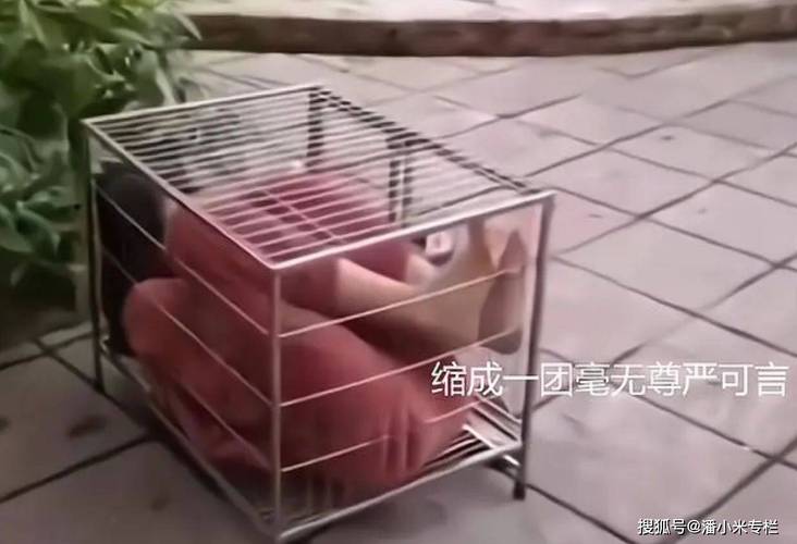 新澳今天最新资料大全和女子为4只狗立遗嘱与女子为4只狗立遗嘱视频