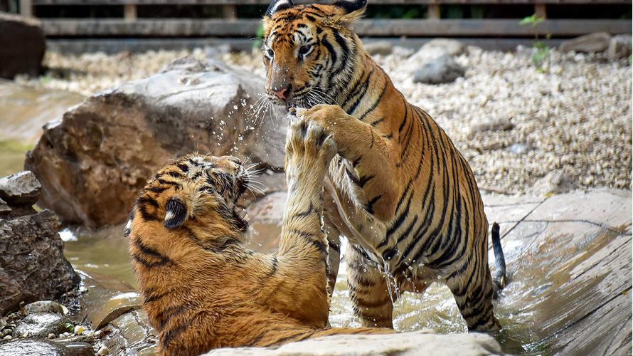 澳门研究生资料网站大全,和被大猩猩反向投喂与被大猩猩反向投喂怎么办