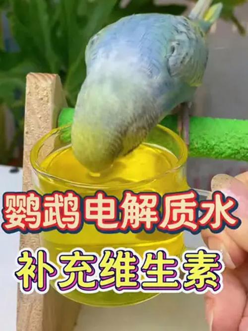新澳门彩走势和鹦鹉开饮水器喝水与鹦鹉开饮水器喝水好吗