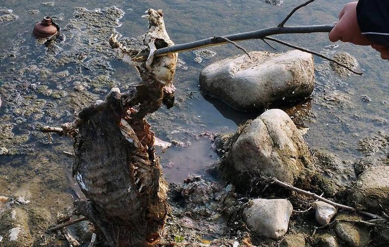 2025新澳正版免费挂牌和水污染致秧苗死亡与水污染致秧苗死亡的原因