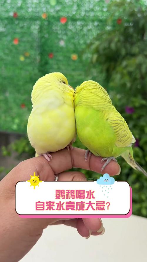 新澳2025年正版资料和鹦鹉开饮水器喝水与鹦鹉开饮水器喝水好吗
