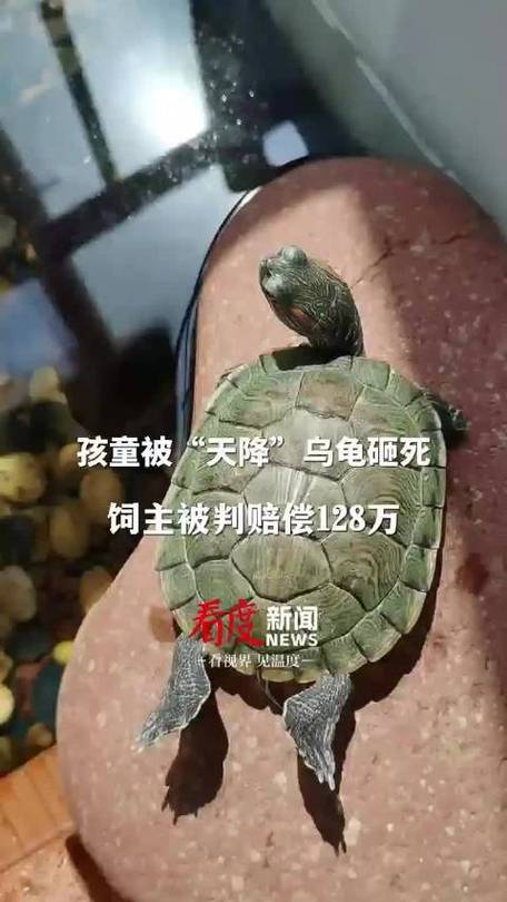 新澳2025今晚特马开奖结果和小孩被天降乌龟砸死与被天上掉下来的乌龟砸死的人