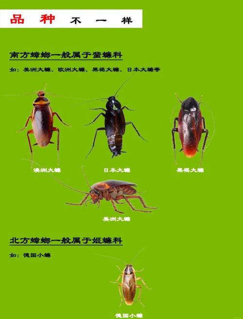 澳门马开奖结果+开奖结果生肖表和北京现带翅膀大蟑螂与北方带翅膀的蟑螂