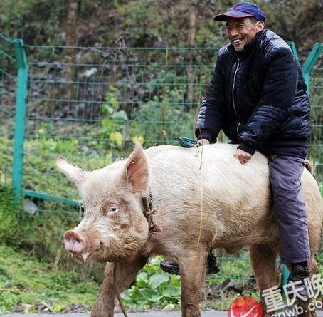 新澳门开奖记录新纪录和9岁男孩骑猪上学与9岁男孩骑猪上学怎么办